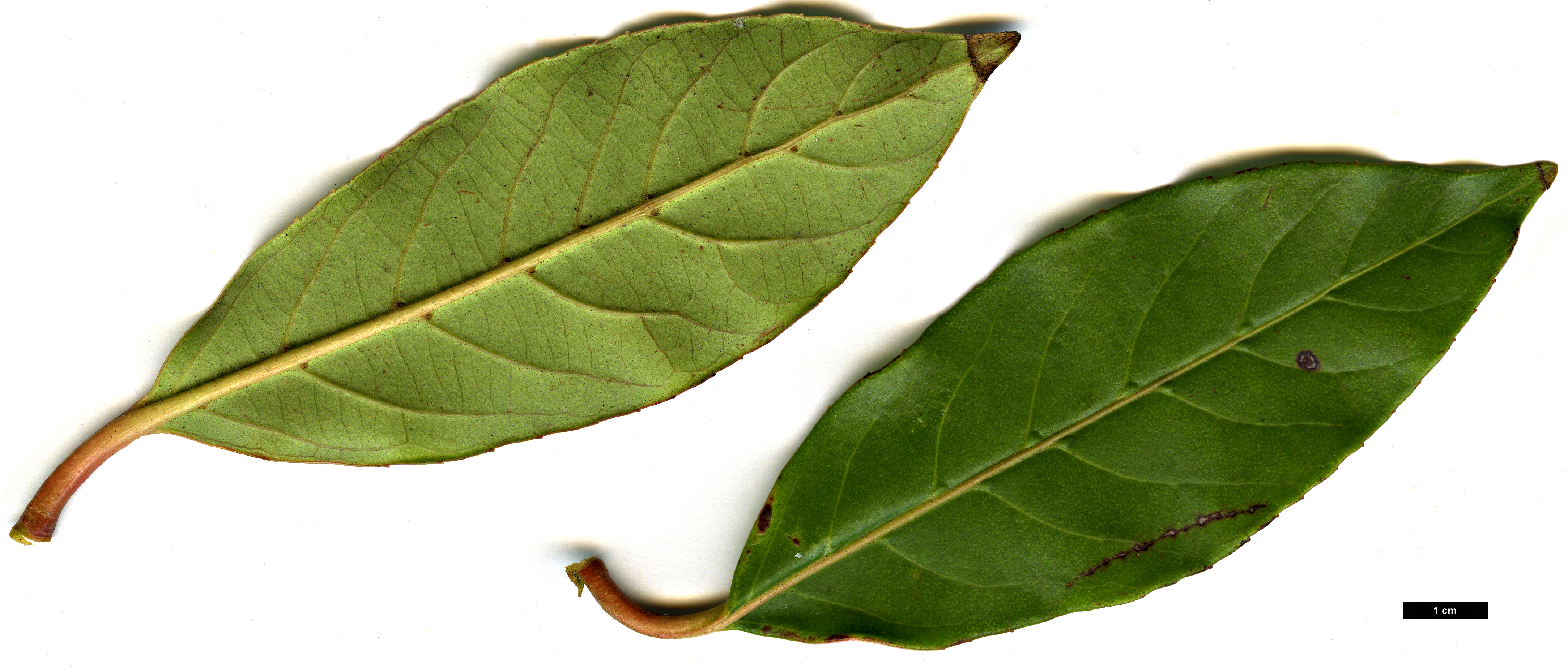 High resolution image: Family: Adoxaceae - Genus: Viburnum - Taxon: odoratissimum - SpeciesSub: var. arboricola